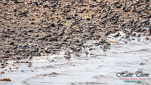 Shorbird Migration 105