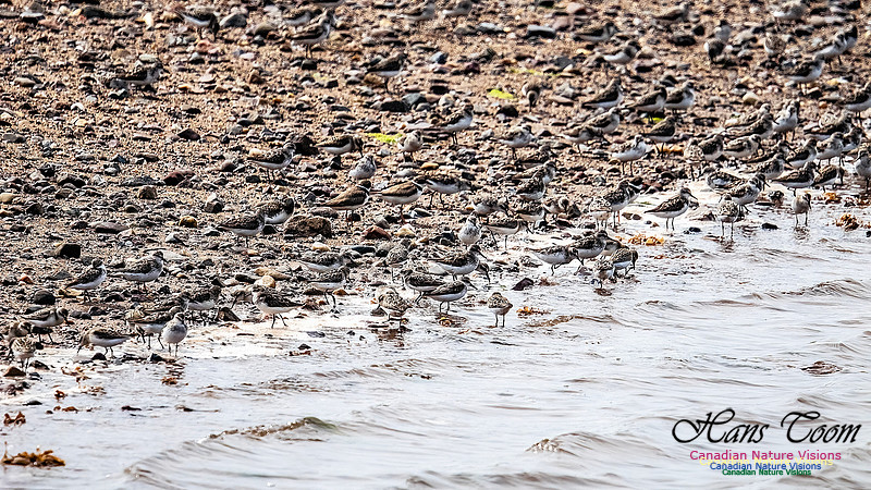 Shorbird Migration 105