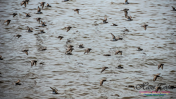 Shorbird Migration 106