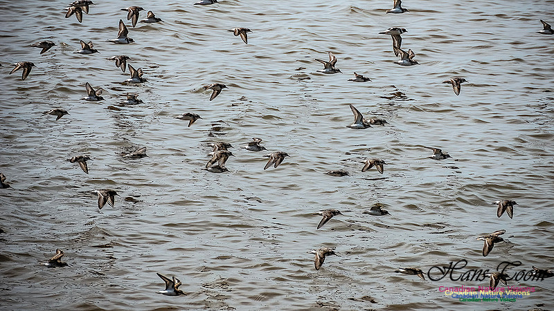 Shorbird Migration 106