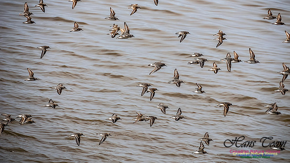 Shorbird Migration 108