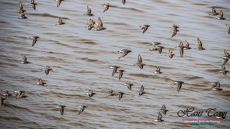 Shorbird Migration 108