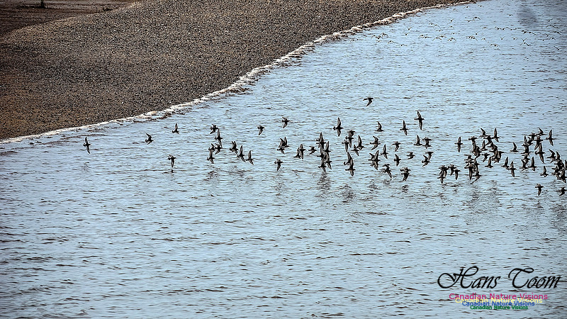 Shorbird Migration 107