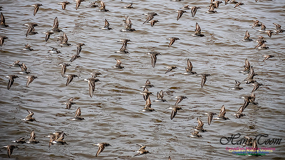 Shorbird Migration 110