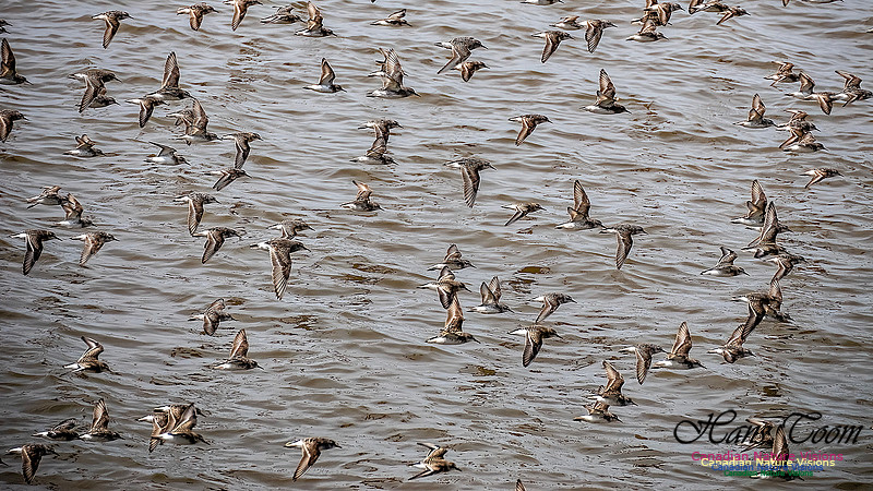 Shorbird Migration 110