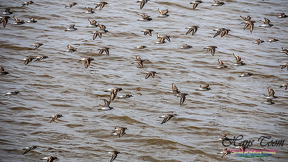 Shorbird Migration 109
