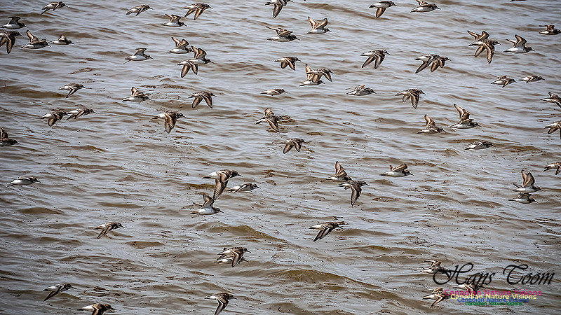 Shorbird Migration 109