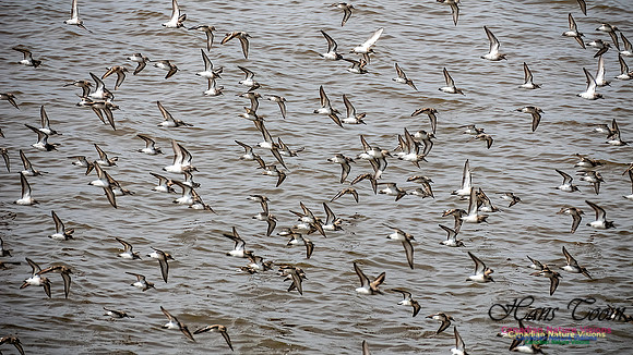 Shorbird Migration 111