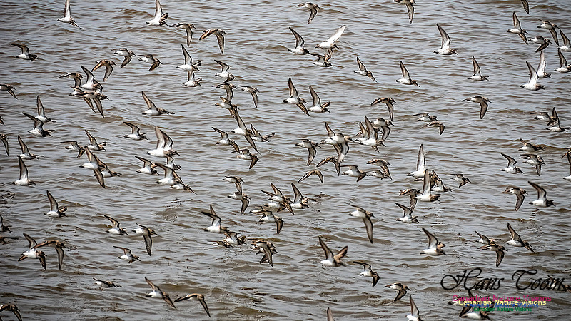 Shorbird Migration 111