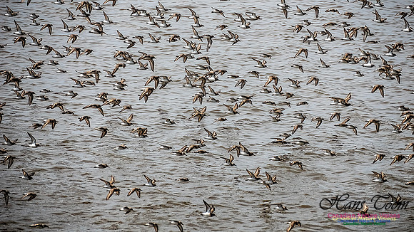 Shorbird Migration 113