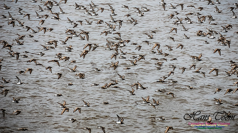 Shorbird Migration 113