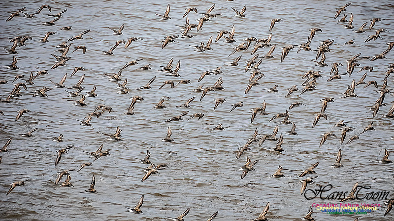 Shorbird Migration 112