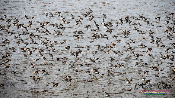 Shorbird Migration 114
