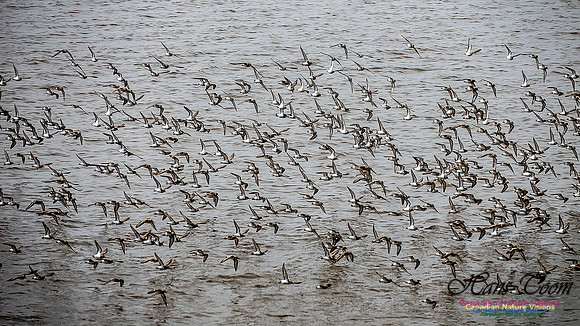 Shorbird Migration 115
