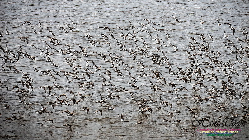 Shorbird Migration 115