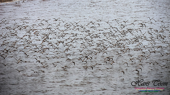 Shorbird Migration 116
