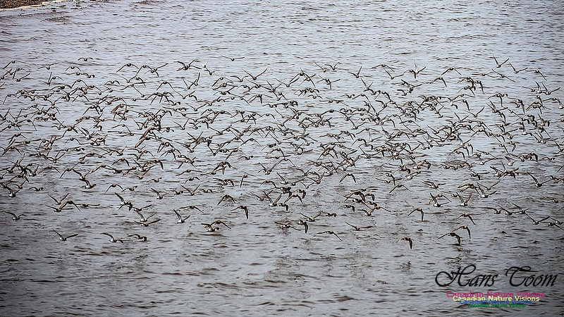 Shorbird Migration 116