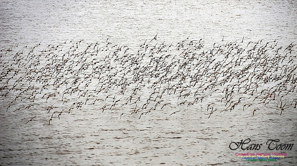 Shorbird Migration 117