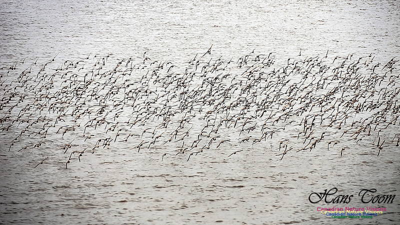 Shorbird Migration 117