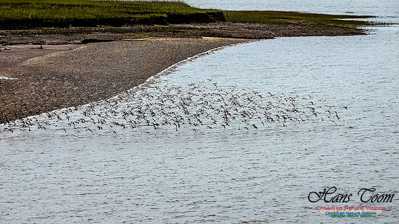 Shorbird Migration 118