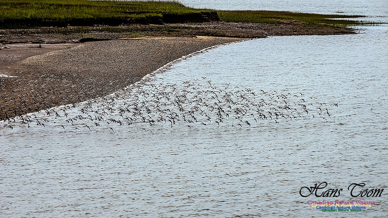 Shorbird Migration 118