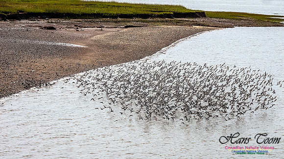 Shorbird Migration 120