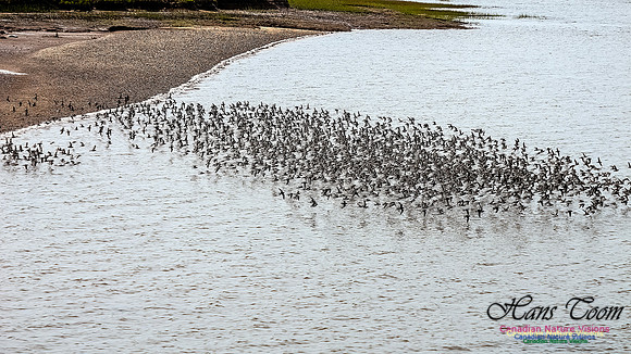 Shorbird Migration 119