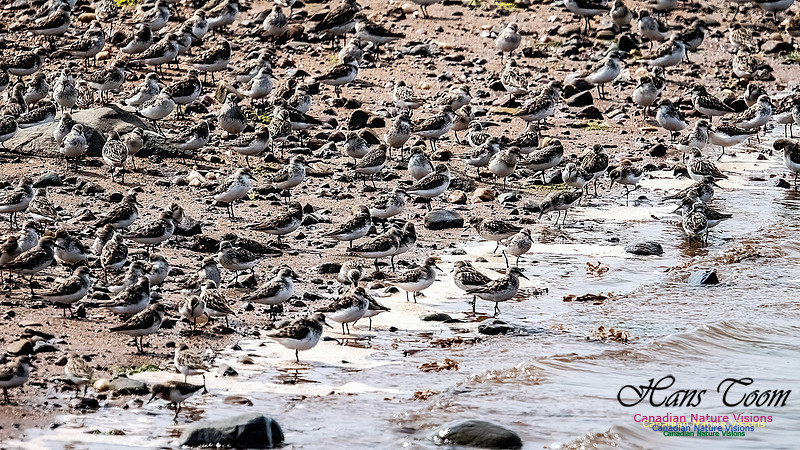 Shorbird Migration 121