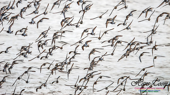 Shorbird Migration 122