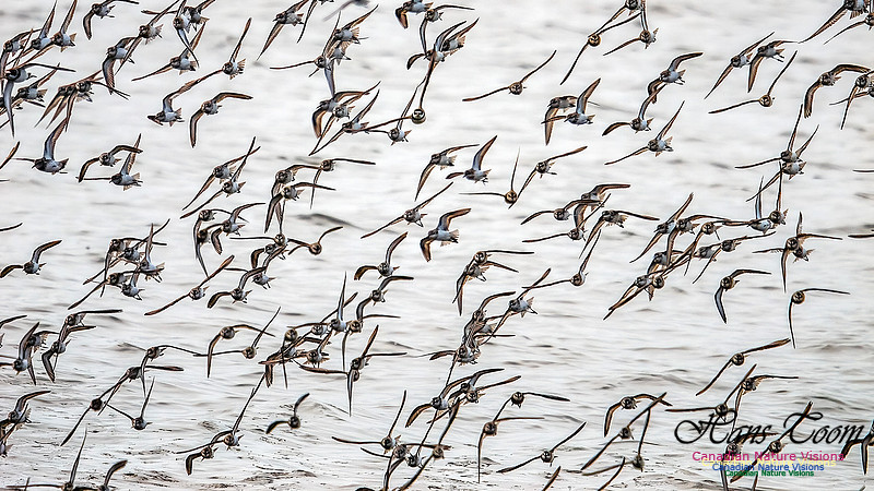Shorbird Migration 122