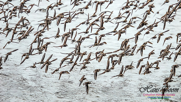 Shorbird Migration 123