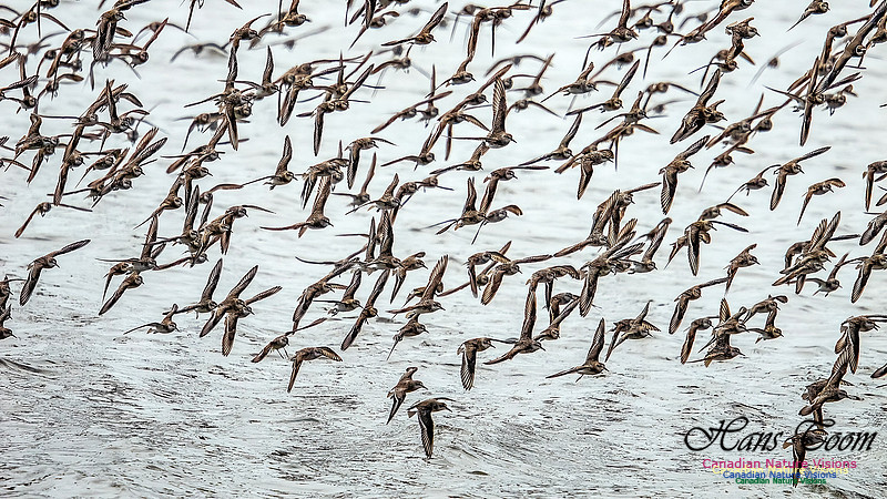 Shorbird Migration 123