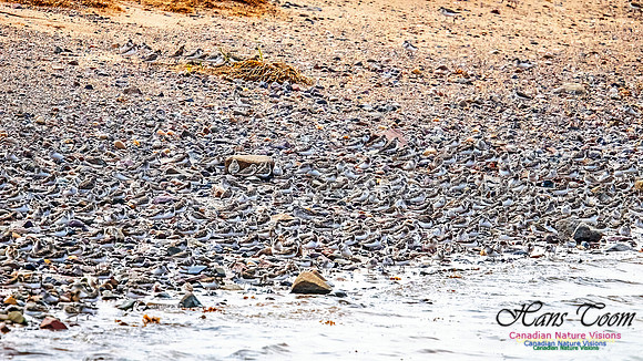 Shorbird Migration 124
