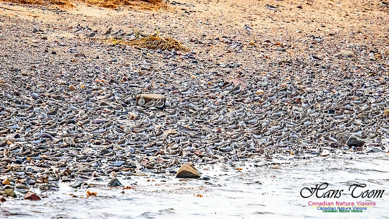 Shorbird Migration 124