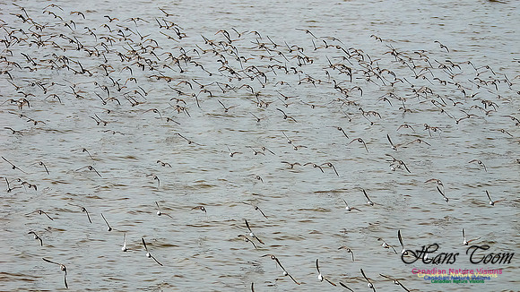 Shorbird Migration 127