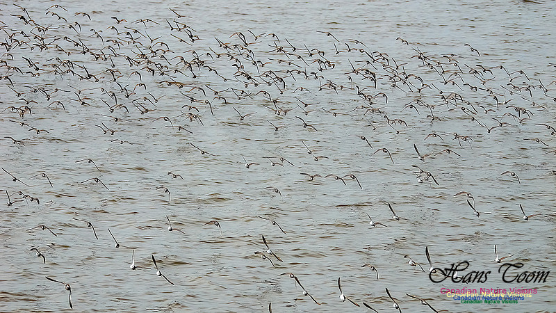 Shorbird Migration 127