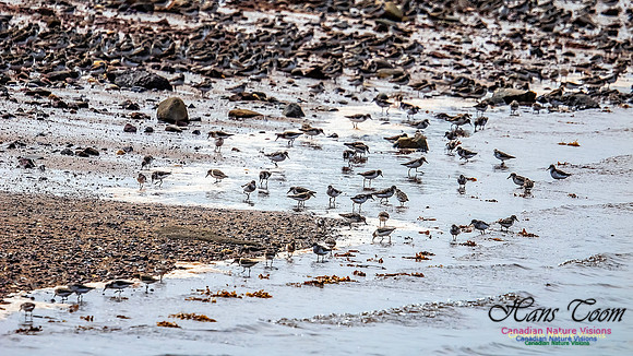 Shorbird Migration 125