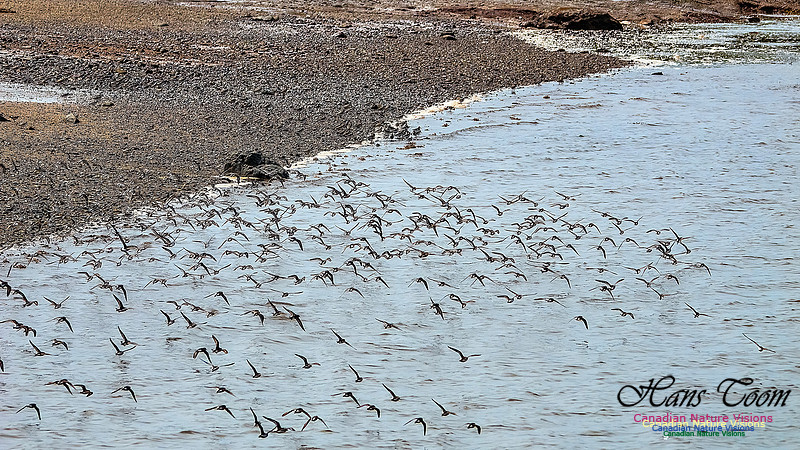 Shorbird Migration 126
