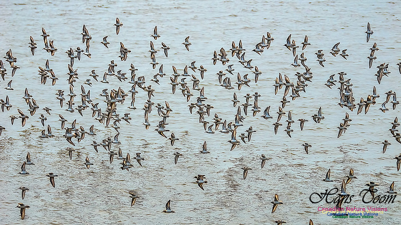 Shorbird Migration 128