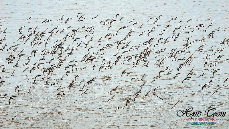 Shorbird Migration 129