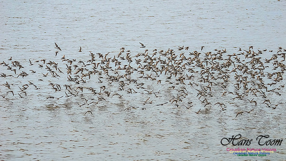 Shorbird Migration 131