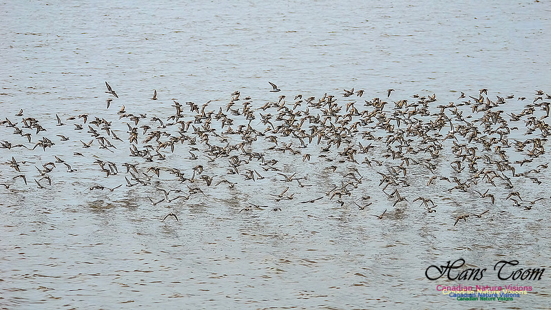 Shorbird Migration 131