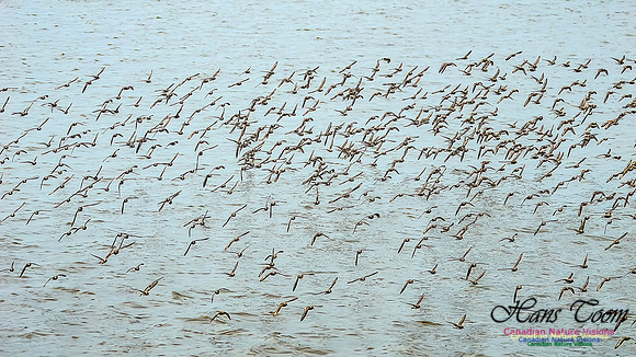 Shorbird Migration 130
