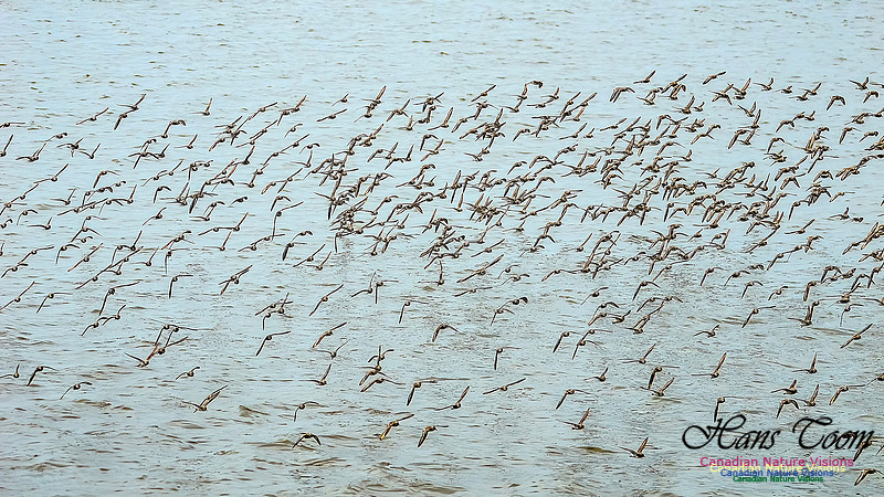 Shorbird Migration 130