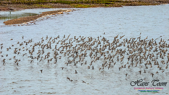 Shorbird Migration 132