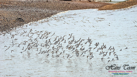 Shorbird Migration 133