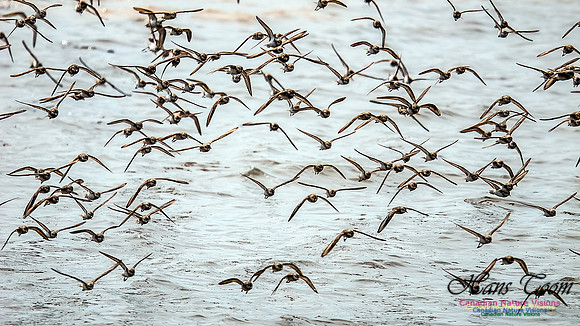 Shorbird Migration 136