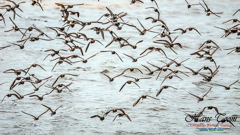 Shorbird Migration 136