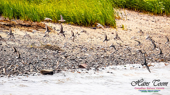 Shorbird Migration 135