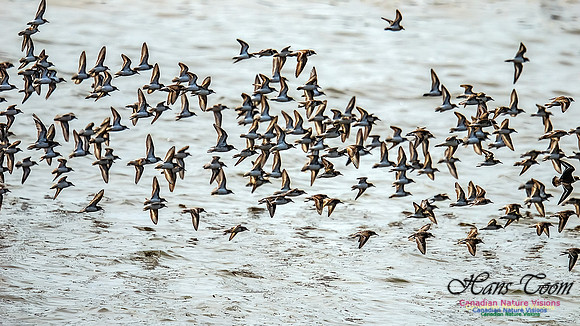 Shorbird Migration 138